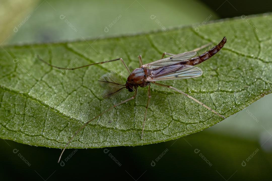 Midge não mordedor adulto da família Chironomidae