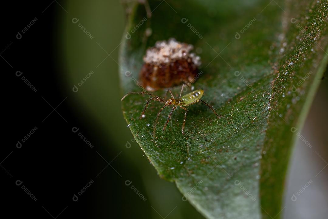 Assassin Bug Ninfa da Tribo Harpactorini com ovos