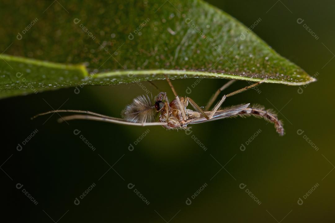 Midge não mordedor adulto da família Chironomidae