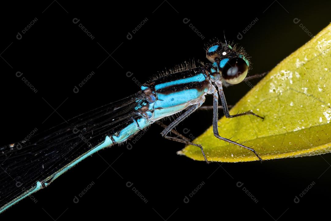 Donzela de asas estreitas adulta do gênero Ischnura