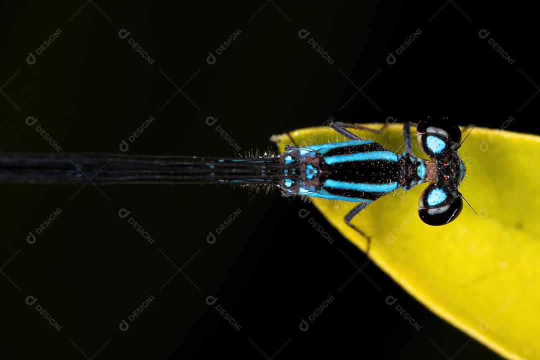 Donzela de asas estreitas adulta do gênero Ischnura