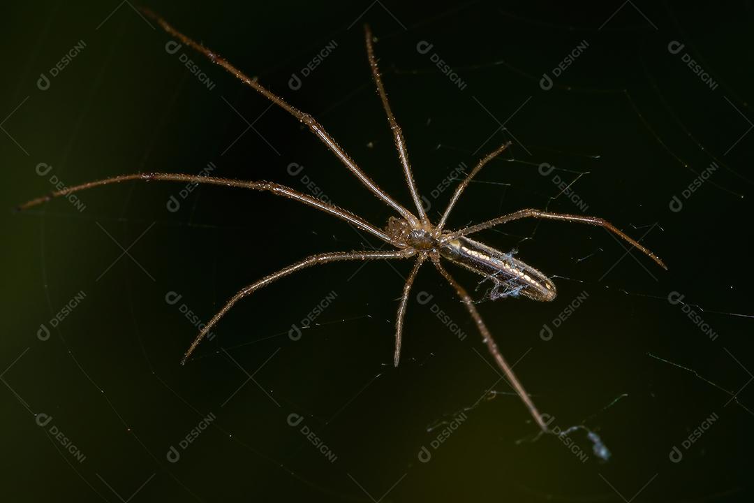 Aranha Tecelã de Mandíbula Longa do Gênero Tetragnatha