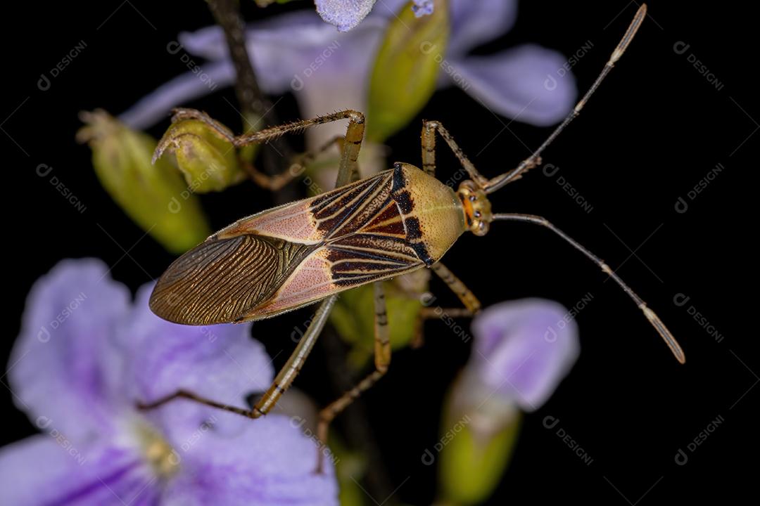 Inseto de pés de folha adulto do gênero Hypselonotus em um skyflower