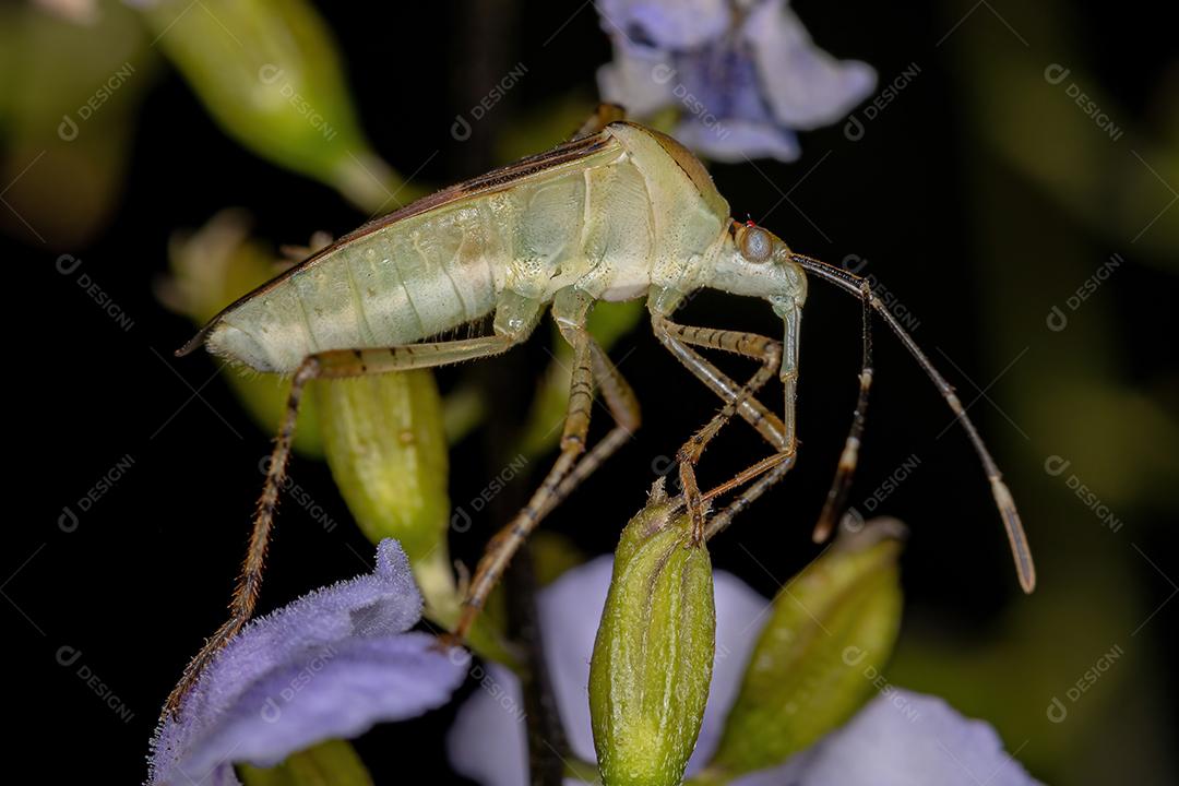 Inseto de pés de folha adulto do gênero Hypselonotus em um skyflower