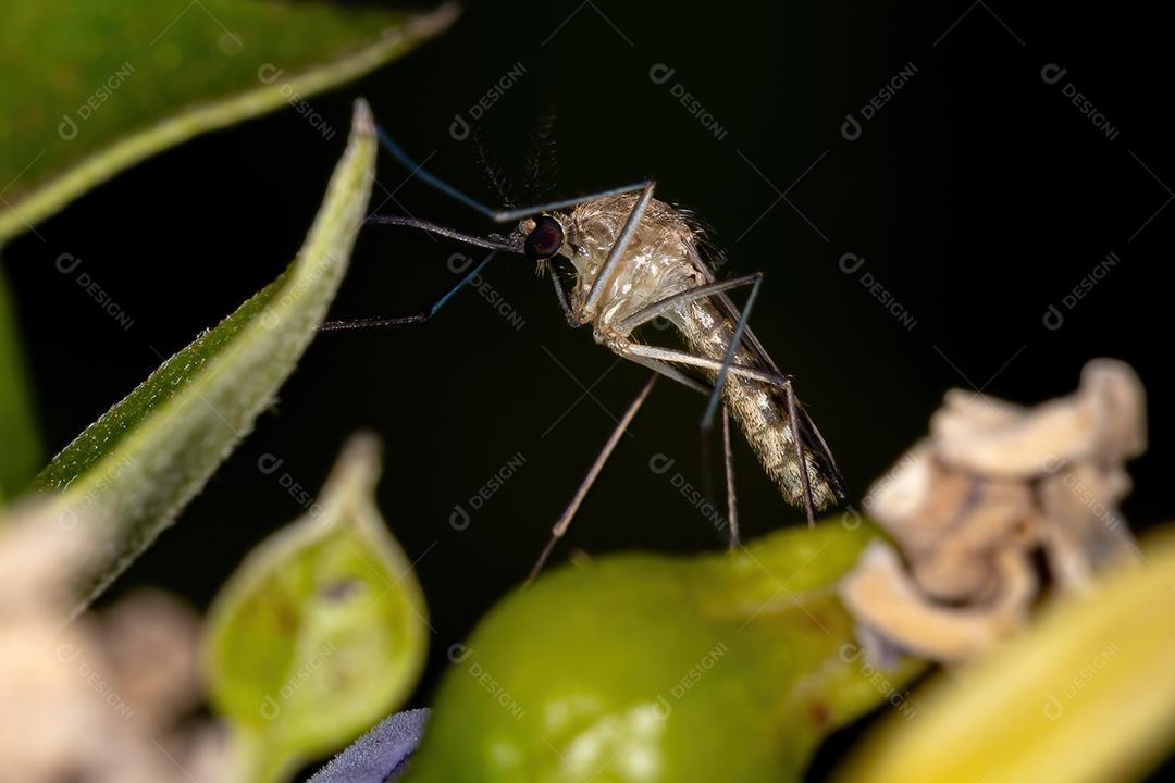Mosquito Culicine Adulto do Gênero Culex
