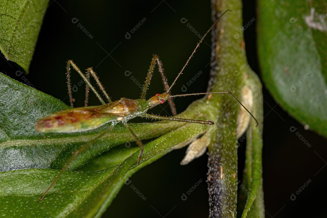 Inseto Assassino Adulto da Tribo Harpactorini