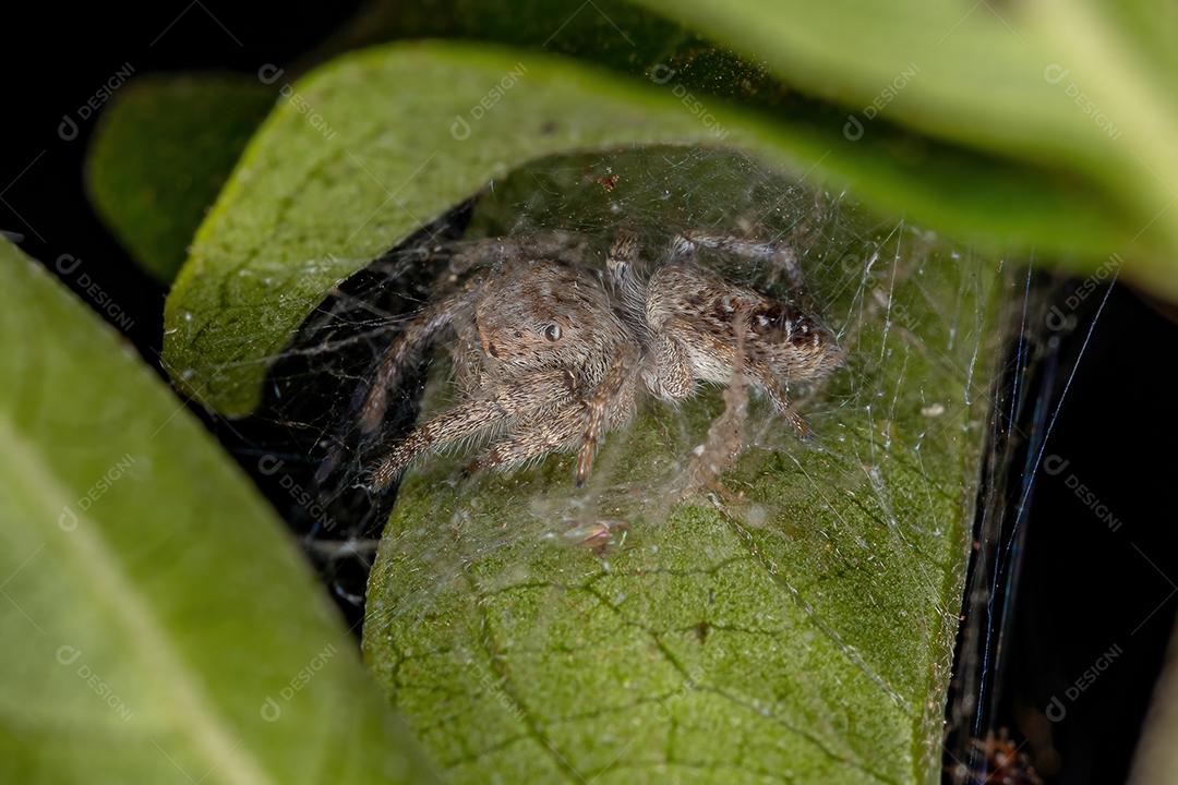 Pequena aranha saltadora da subtribo Dendryphantina