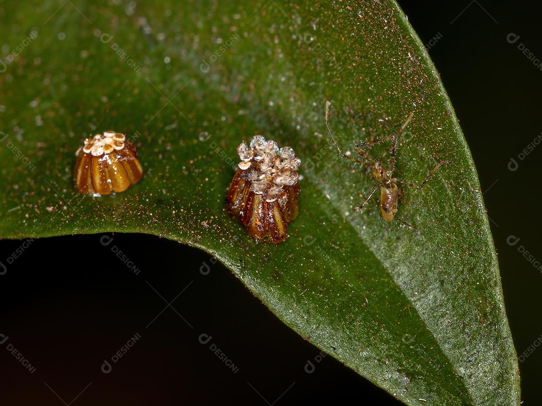 Assassin Bug Ninfa da Tribo Harpactorini com ovos