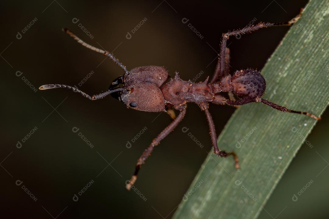 Adult Acromyrmex leaf-cutter ant of the genus Acromyrmex