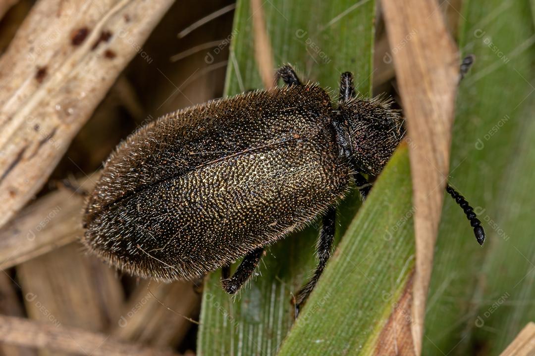 Besouro-comum adulto da espécie Lagria villosa