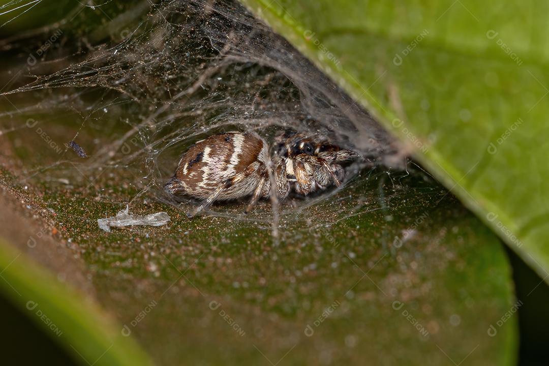 Pequena aranha saltadora da espécie Philira micans