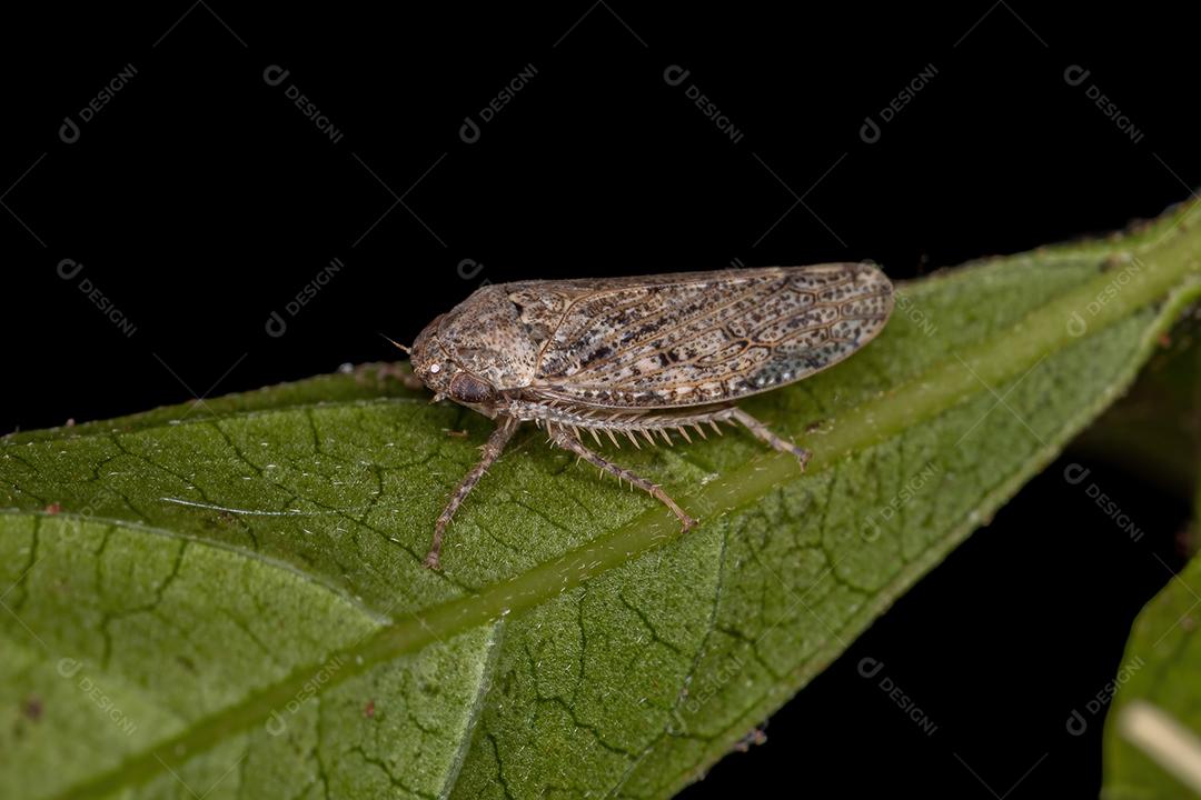 Pequena Cigarrinha Típica da Tribo Gyponini
