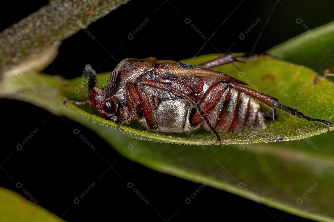 Besouro em forma de cunha adulto do gênero Macrosiagon