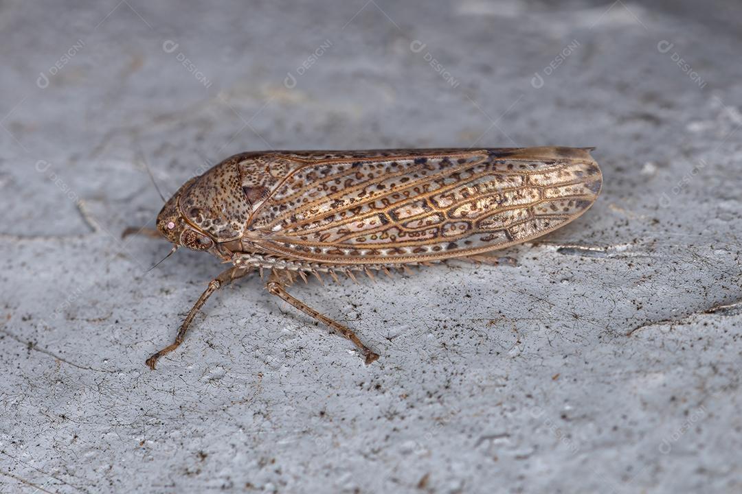 Pequena Cigarrinha Típica da Tribo Gyponini