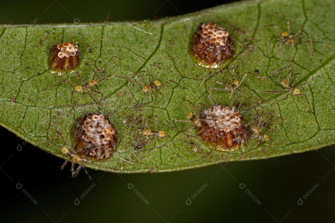 Assassin Bug Ninfa da Tribo Harpactorini com ovos