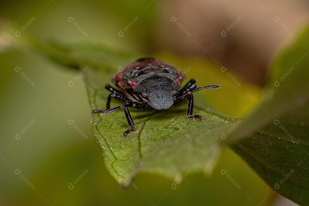 Ninfa de percevejos da família pentatomidae que imita formigas tartaruga cefalotes