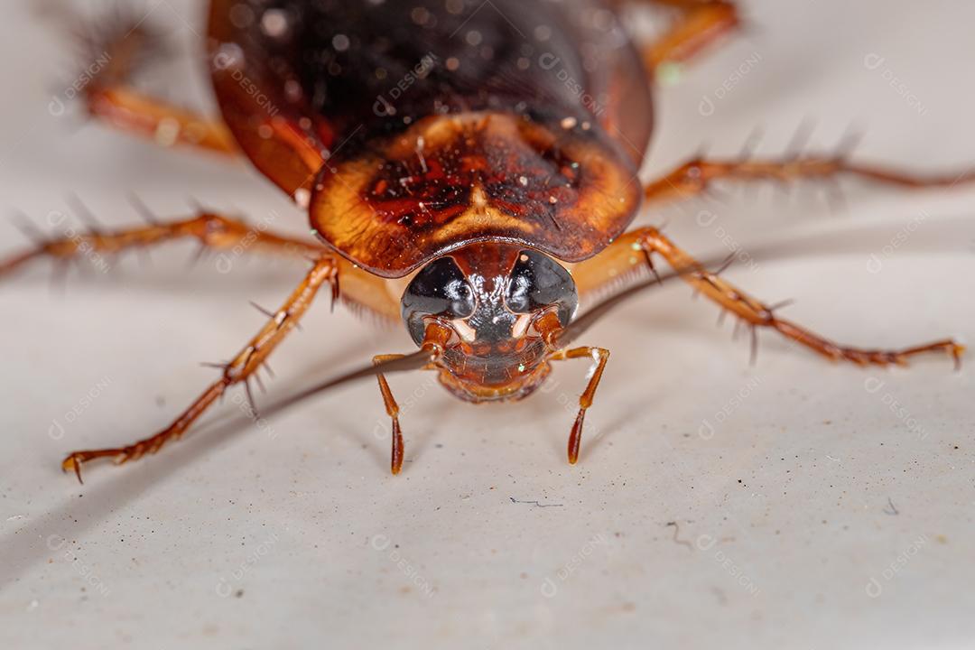 Barata americana adulta da espécie Periplaneta americana