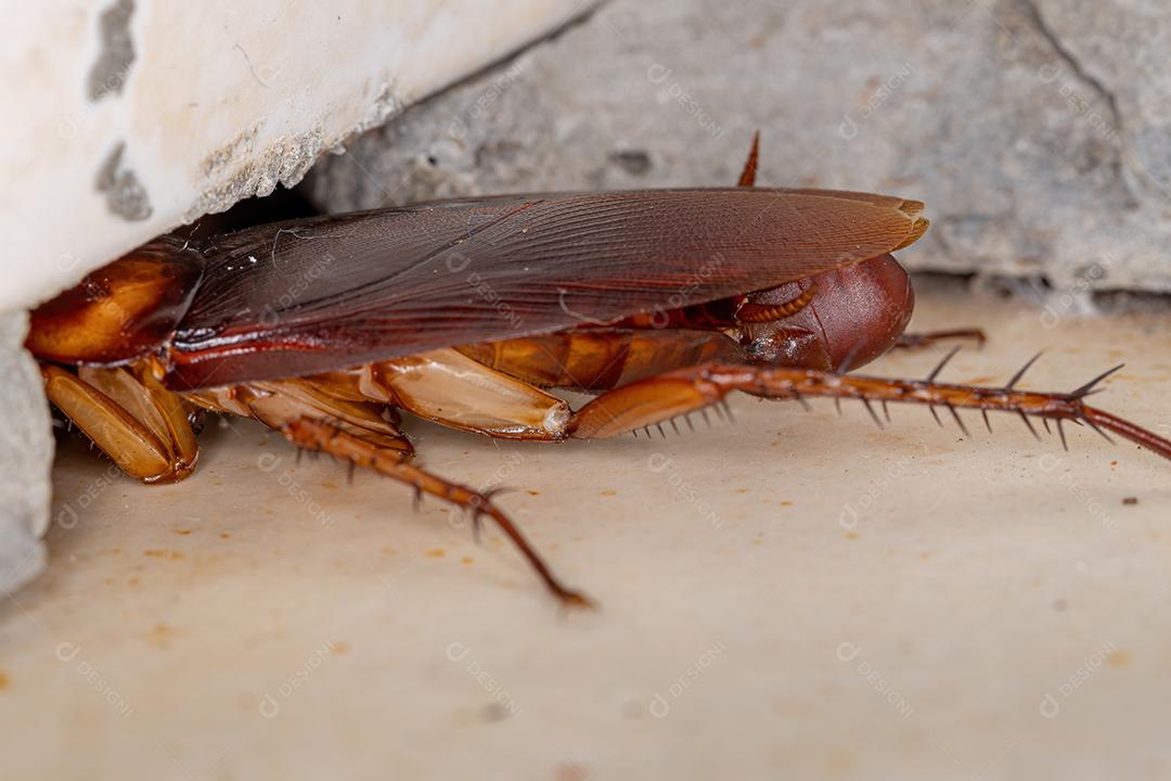 Barata americana adulta da espécie Periplaneta americana