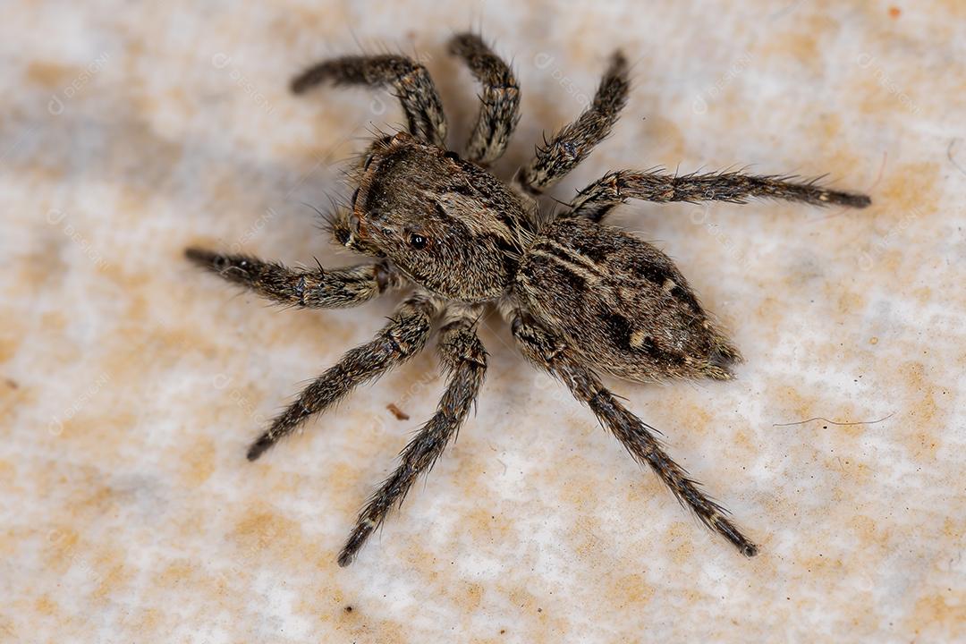 Pequena aranha saltadora pantropical da espécie Plexippus paykulli