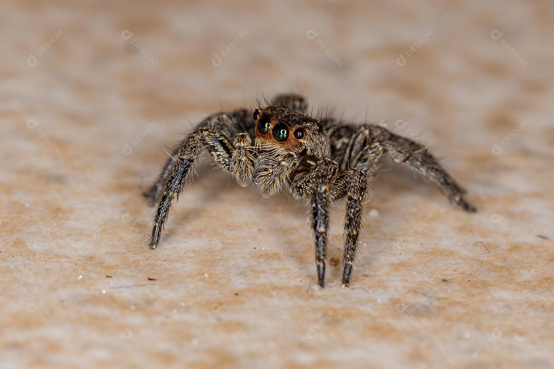 Pequena aranha saltadora pantropical da espécie Plexippus paykulli