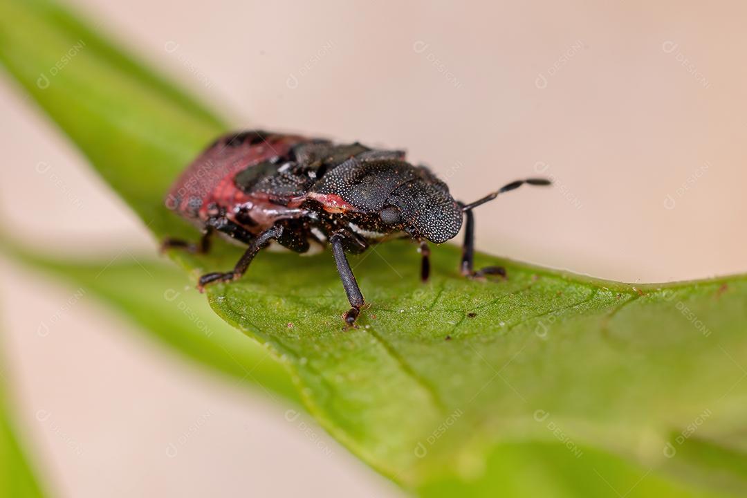 Ninfa de percevejos da família pentatomidae que imita formigas tartaruga cefalotes