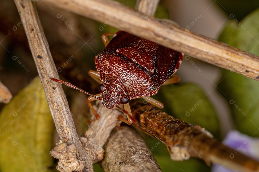 Percevejo adulto da família pentatomidae