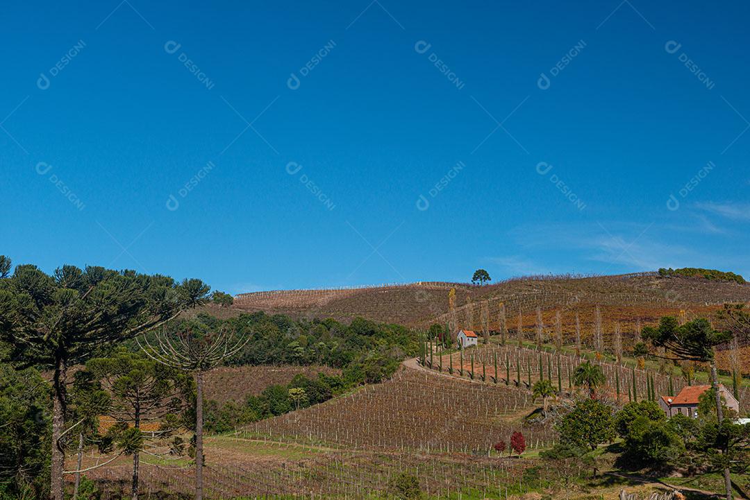 Vinhedo Com Plantações De Uvas Cabernet Imagem JPG