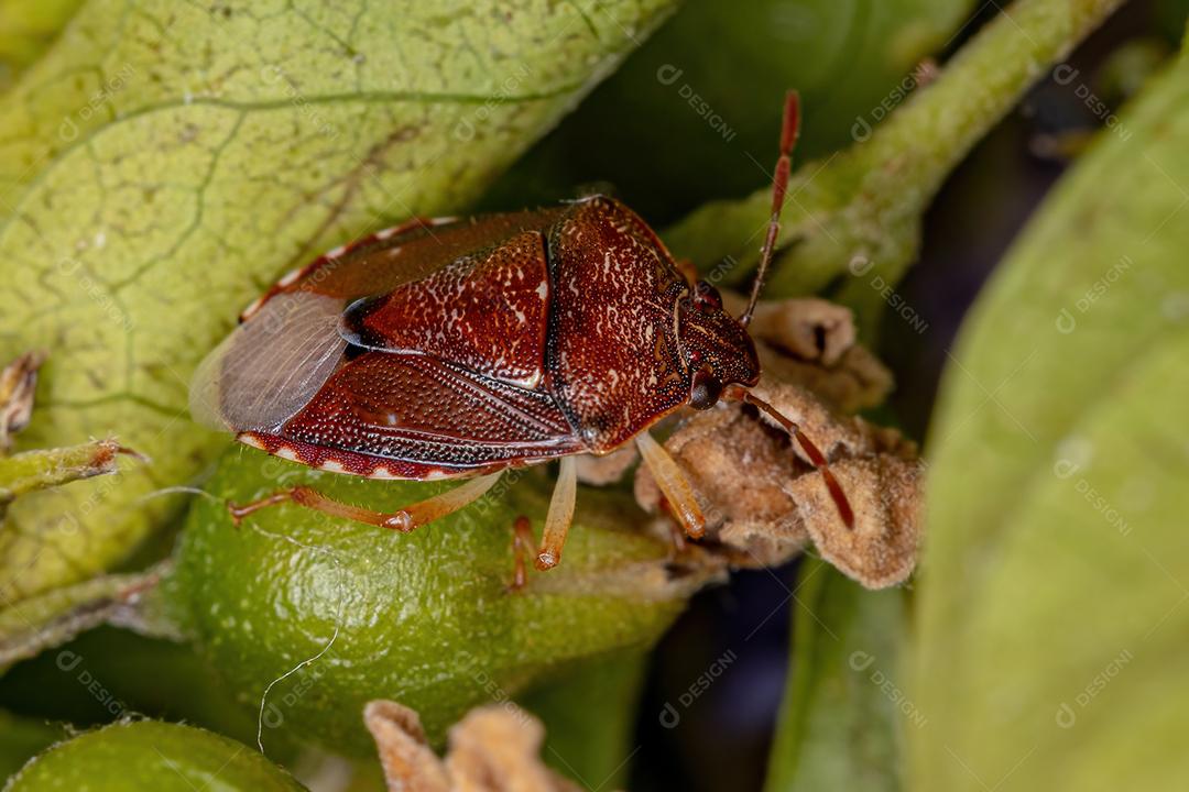 Percevejo adulto da família pentatomidae