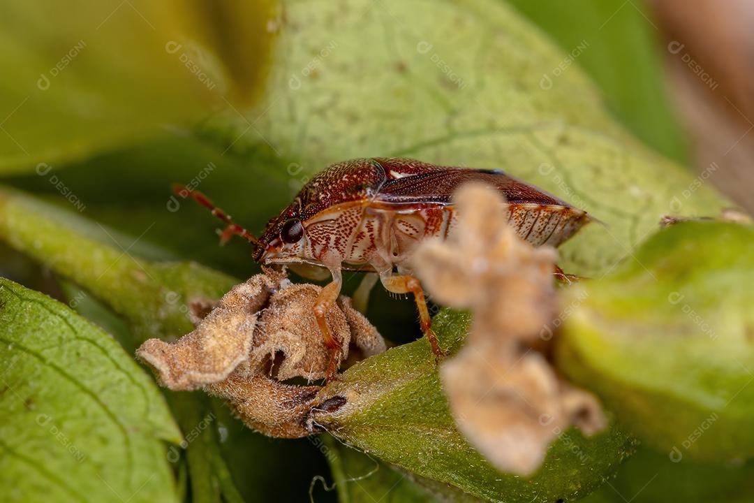 Percevejo adulto da família pentatomidae