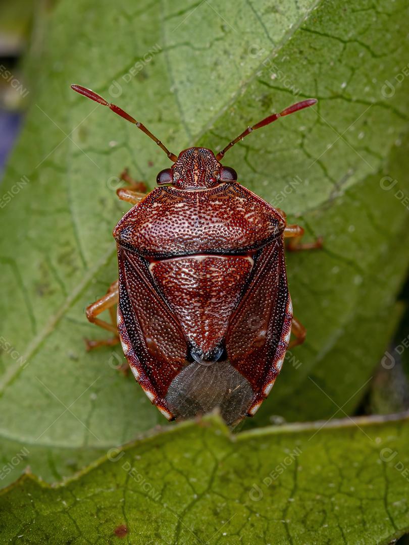 Percevejo adulto da família pentatomidae