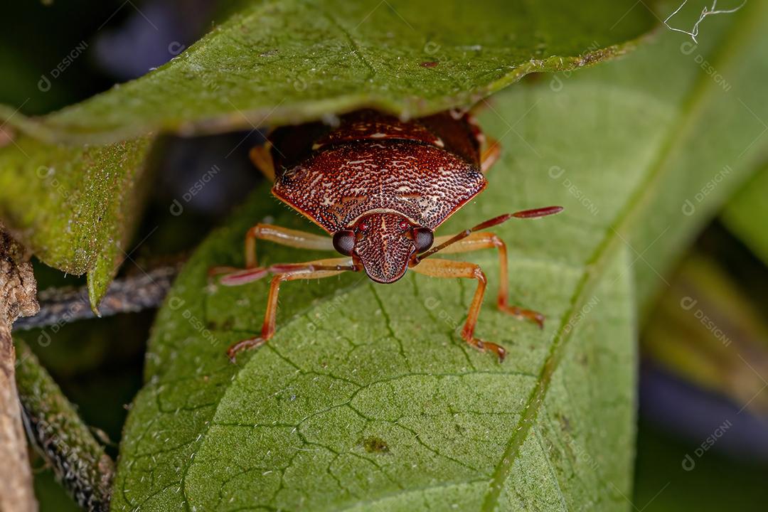 Percevejo adulto da família pentatomidae
