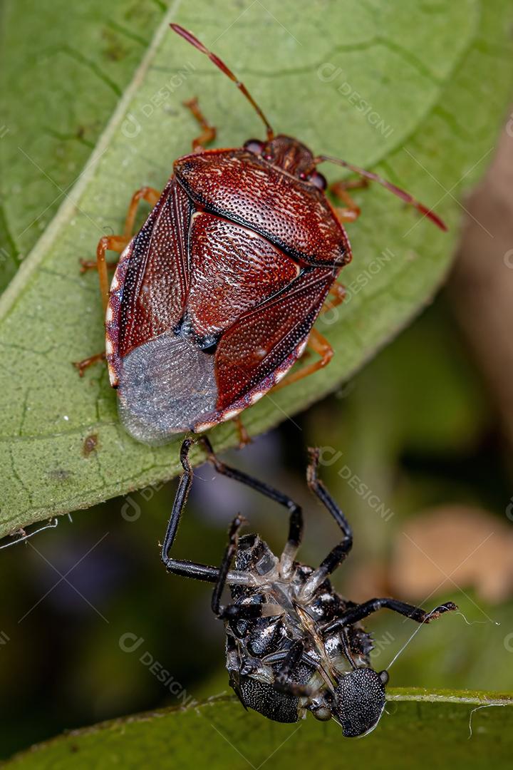 Percevejo adulto da família pentatomidae
