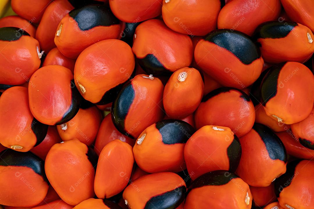 Algumas sementes vermelhas da árvore Ormosia