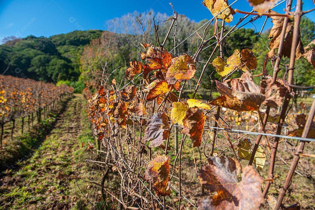 Vinhedo Com Plantações De Uvas Cabernet Imagem JPG