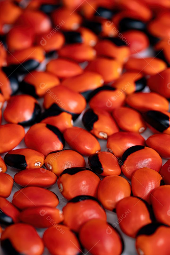 Algumas sementes vermelhas da árvore Ormosia