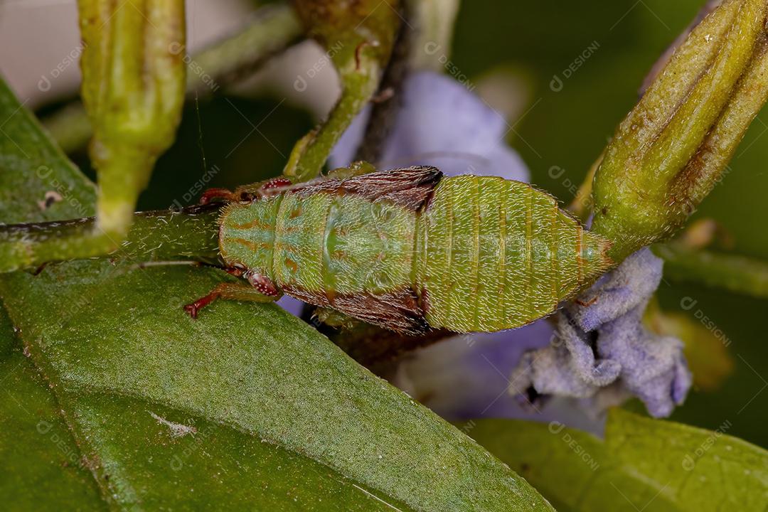 Ninfa Cigarrinha Típica da Tribo Gyponini