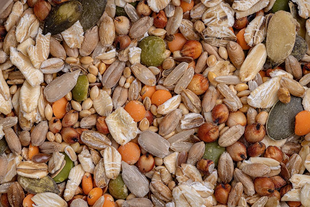 Mistura saudável de diferentes sementes para animais como hamsters, ratos e pássaros