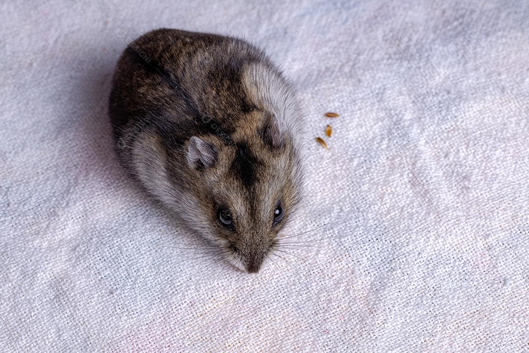 Hamster anão Campbell da espécie Phodopus campbelli com foco seletivo