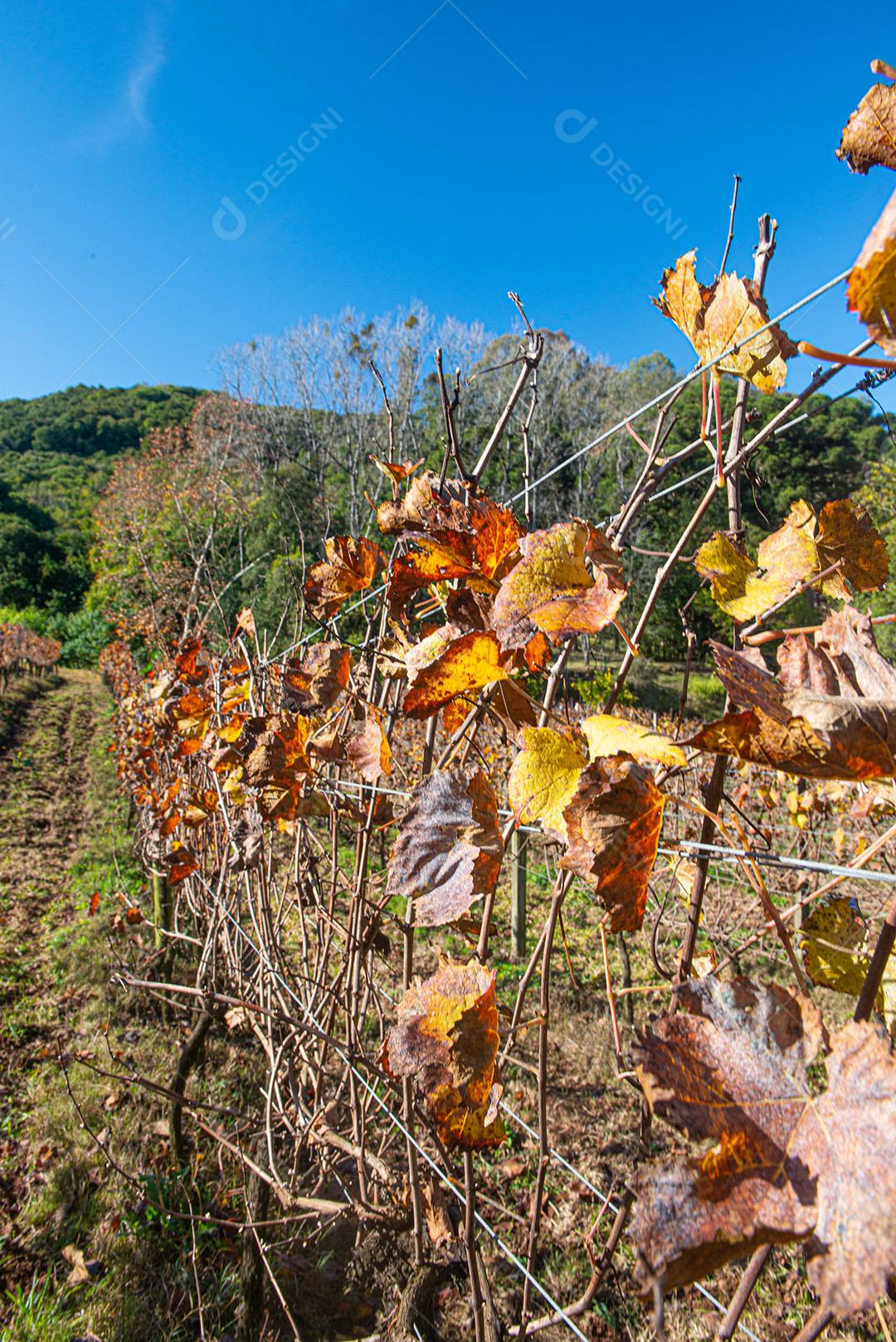 Vinhedo Com Plantações De Uva Cabernet Imagem JPG