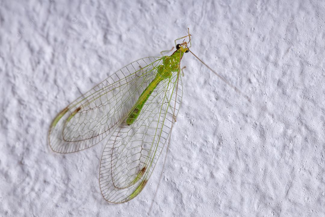 Lacewing verde típico adulto da tribo Leucochrysini