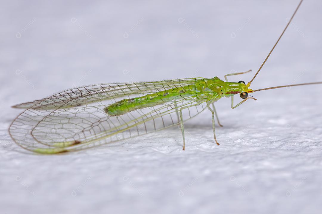 Lacewing verde típico adulto da tribo Leucochrysini