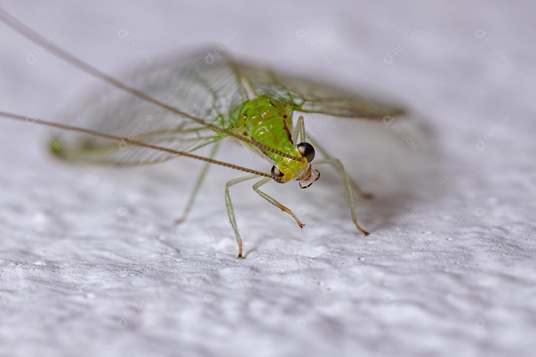 Lacewing verde típico adulto da tribo Leucochrysini