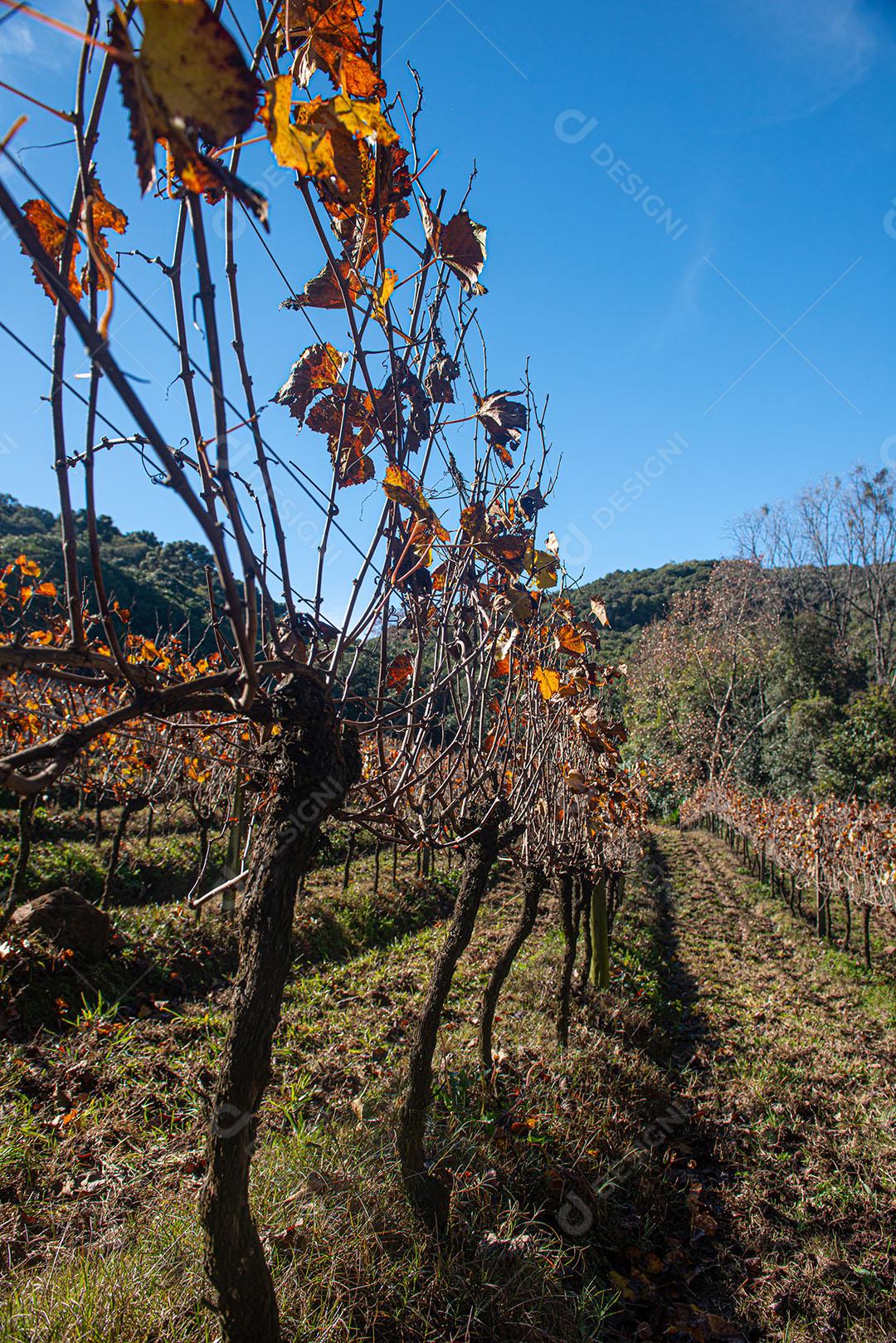 Vinhedo Com Plantações De Uvas Cabernet Imagem JPG
