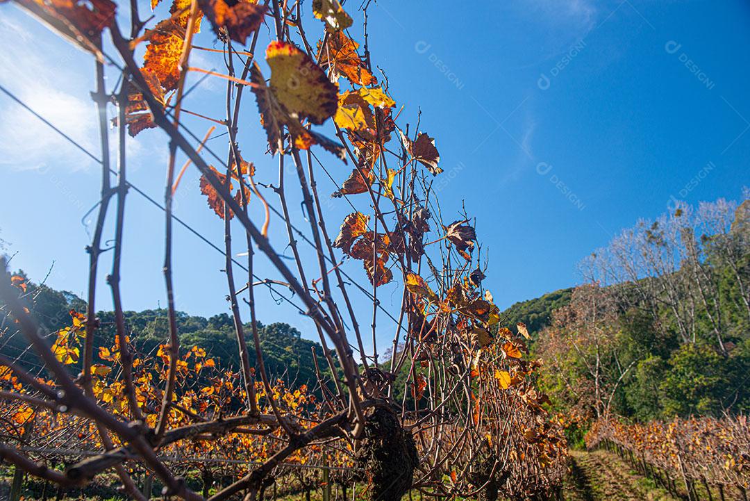 Vinhedo Com Plantações De Uvas Cabernet Imagem JPG
