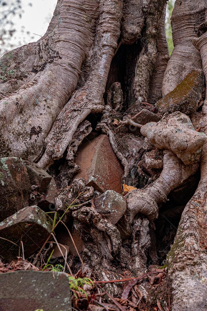 Grande árvore angiosperma dicotiledônea do gênero ficus crescendo entre as rochas