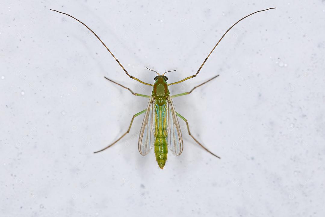 Midge não mordedor adulto da família Chironomidae