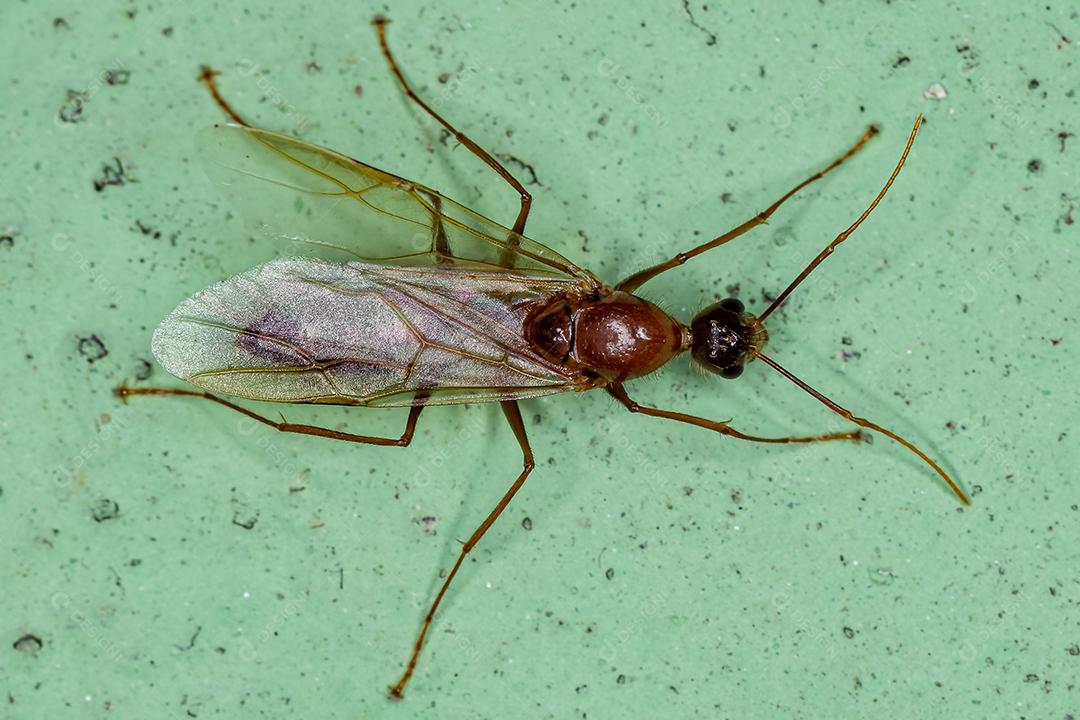 Formiga de carpinteiro alado macho adulto do gênero Camponotus