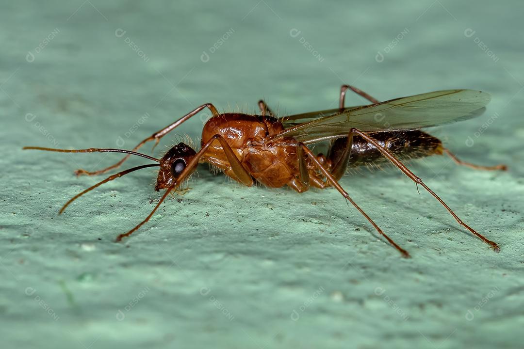 Formiga de carpinteiro alado macho adulto do gênero Camponotus