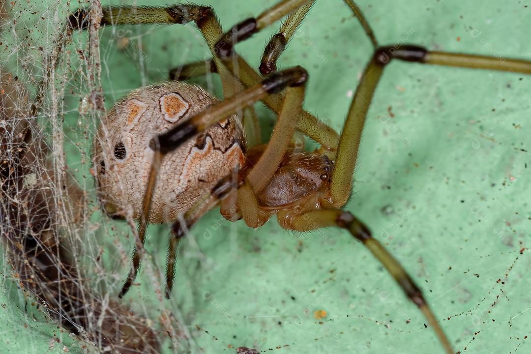 Fêmea adulta marrom viúva da espécie Latrodectus geometricus