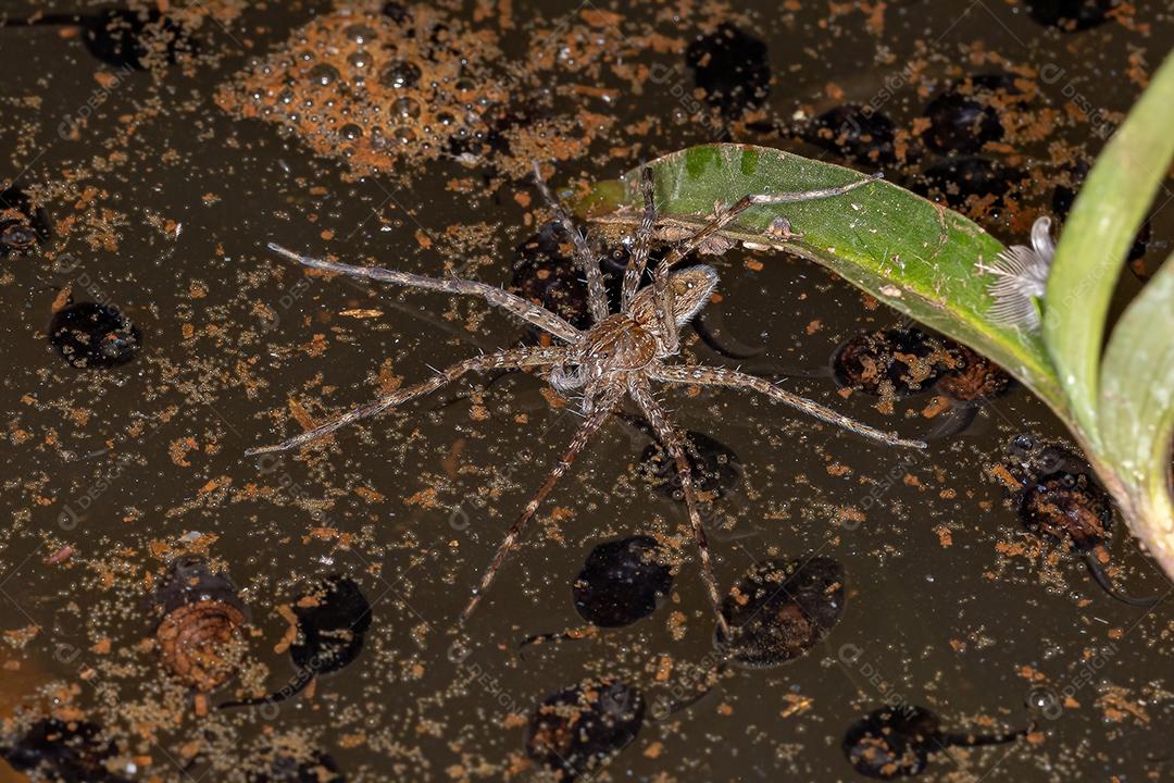 Aranha Trechaleid adulta da família Trechaleid é uma espécie de aranha aquática